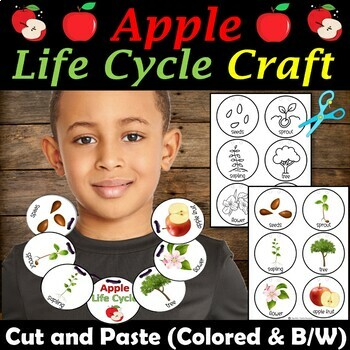 Life Cycle of an Apple Necklace Craft, Lifecycle Sequencing Activity