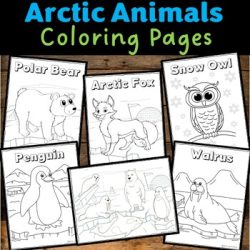 Arctic Animals Coloring Pages, Winter Activities